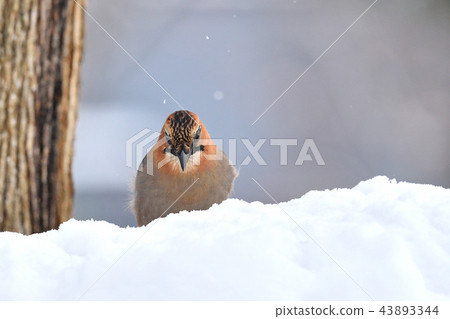 Miyamakakes in the snow 43893344