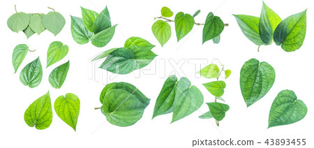 Green betel leaf isolated on the gray background Green betel leaf isolated on the gray background 43893455
