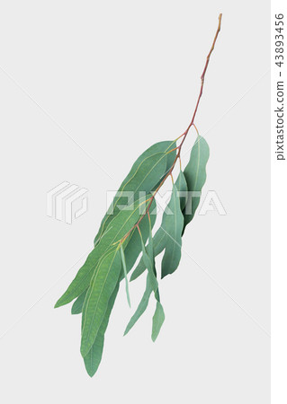 eucalyptus isolated on gray background 43893456