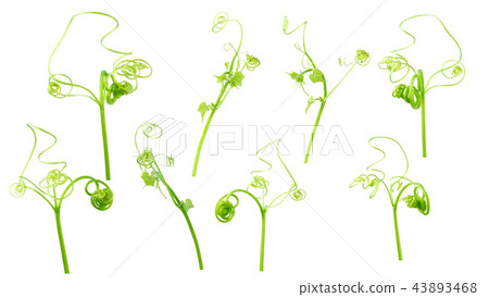 Green ivy plant  isolated on gray background,  43893468
