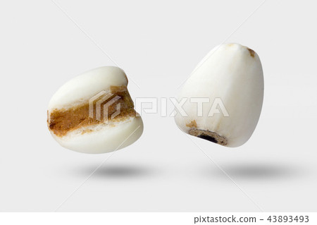 millet on gray color background and clipping path. millet on gray color background and clipping path. 43893493