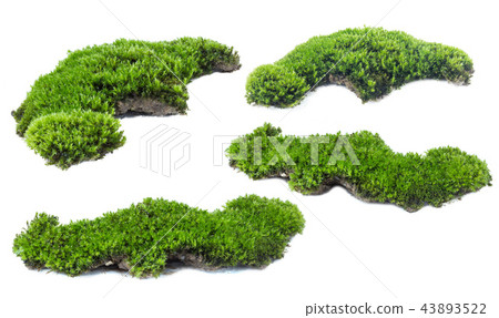 Green moss isolated on white background close up.. 43893522