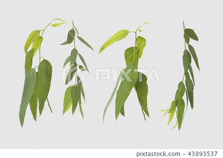 eucalyptus isolated on gray background eucalyptus isolated on gray background 43893537