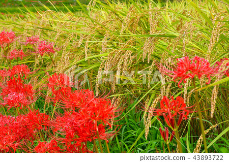 Landscape of Terakasaka Tanada 43893722