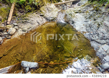 Green forest of Fagaras Mountains 43894219