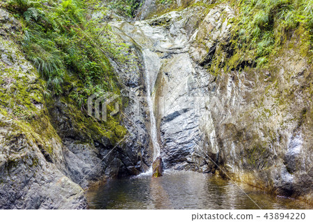 Green forest of Fagaras Mountains Green forest of Fagaras Mountains 43894220