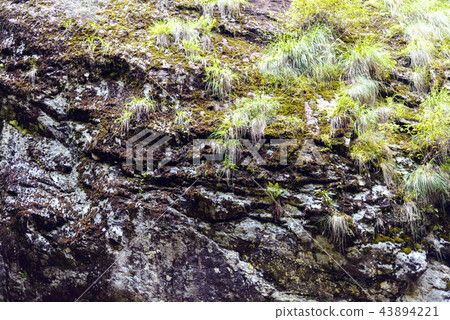 Green forest of Fagaras Mountains Green forest of Fagaras Mountains 43894221