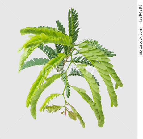 Tamarind leaves isolated on gray background Tamarind leaves isolated on gray background 43894299