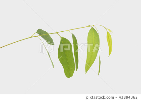 eucalyptus isolated on gray background eucalyptus isolated on gray background 43894362