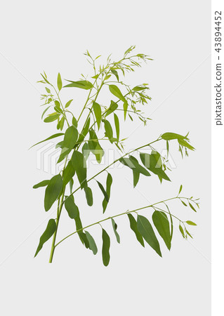eucalyptus isolated on gray background  43894452