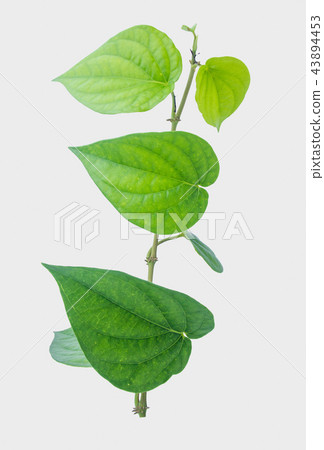 Green betel leaf isolated on the gray background Green betel leaf isolated on the gray background 43894453