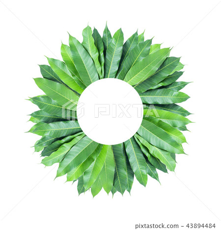 Green leaves of mango isolated on gray background Green leaves of mango isolated on gray background 43894484