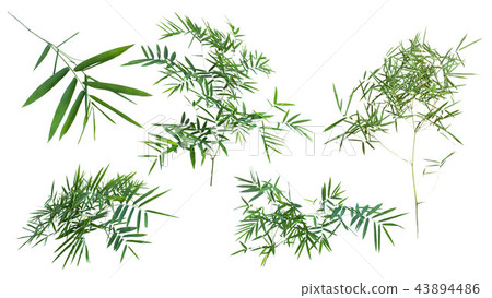 bamboo isolated on gray background bamboo isolated on gray background 43894486