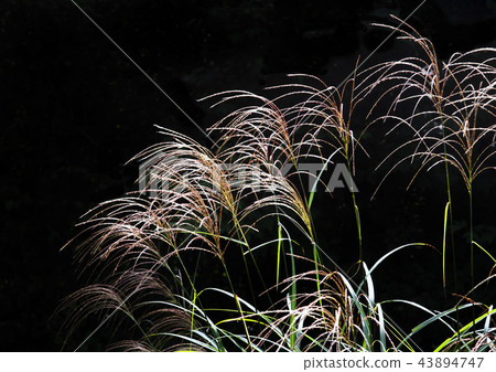 Miscanthus 43894747