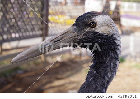 Dandoral起重機 43895011