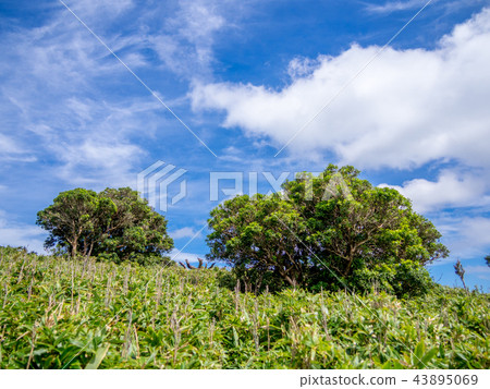 [Izu peninsula] Autumn plateau scenery [Izusan ridge line footpath, around Daruma mountain] 43895069