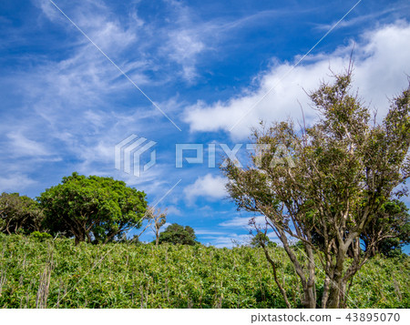 [Izu peninsula] Autumn plateau scenery [Izusan ridge line footpath, around Daruma mountain] 43895070