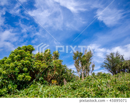 [Izu peninsula] Autumn plateau scenery [Izusan ridge line footpath, around Daruma mountain] 43895071