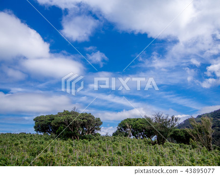 [Izu peninsula] Autumn plateau scenery [Izusan ridge line footpath, around Daruma mountain] 43895077