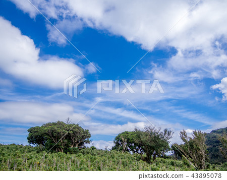 [Izu peninsula] Autumn plateau scenery [Izusan ridge line footpath, around Daruma mountain] 43895078