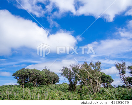 [Izu peninsula] Autumn plateau scenery [Izusan ridge line footpath, around Daruma mountain] 43895079