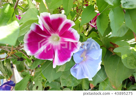 Flowerbed Flower Morning Glory Asagao Osaka Stock Photo