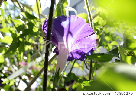 Flowerbed Flower Morning Glory Asagao Osaka Stock Photo