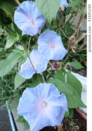 Flowerbed flower "Morning glory: Asagao" Osaka fu Hirakata-shi Flowerbed flower "Morning glory: Asagao" Osaka fu Hirakata-shi 43895299