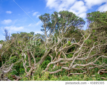 [Izu peninsula] Scenery of autumn Daruma mountain plateau [Izusan ridge line footpath, shrub] 43895305