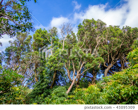 [Izu peninsula] Scenery of autumn Daruma mountain plateau [Izusan ridge line footpath, shrub] 43895309