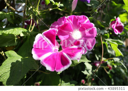 Flowerbed Flower Morning Glory Asagao Osaka Stock Photo