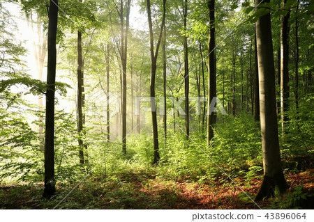 Misty beech forest at dawn 43896064