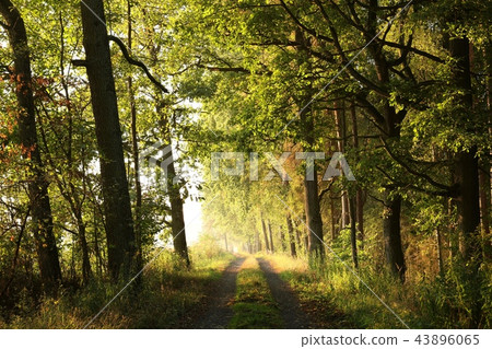 Rural road through the forest at dawn 43896065