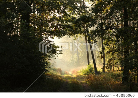 Country road through the forest during sunrise Country road through the forest during sunrise 43896066
