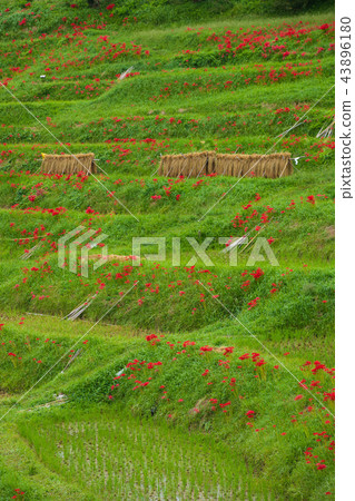 Oyama Senmaida初秋 43896180