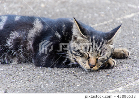 Stray cat Stray cat 43896538