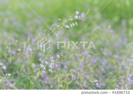 Alecid nisubitohagi Alecid nisubitohagi 43896710