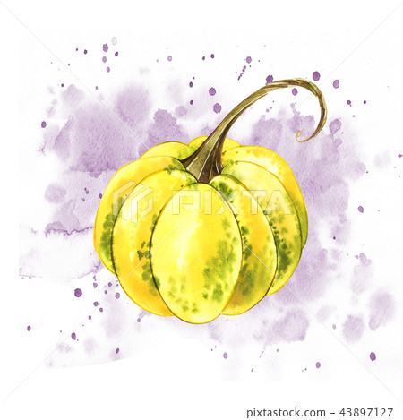 Pumpkins. Hand drawn watercolor painting on white background with splash. Autumn vegetables. Pumpkins. Hand drawn watercolor painting on white background with splash. Autumn vegetables. 43897127
