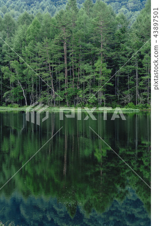 Shrine pond 43897501