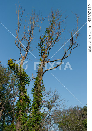 Dried trees covered with climbing plants. Dried trees covered with climbing plants. 43897930