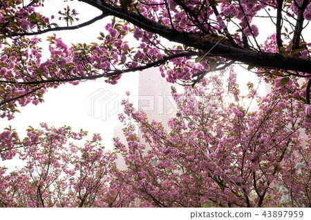 Magnolia flowers and buds on beautiful background 43897959