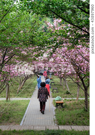 Magnolia flowers and buds on beautiful background 43897960