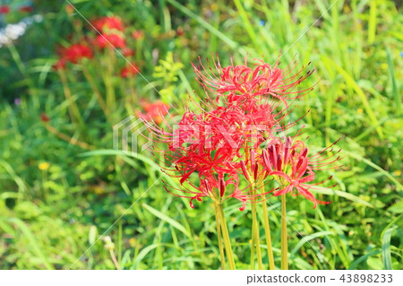 Higa bana花 43898233