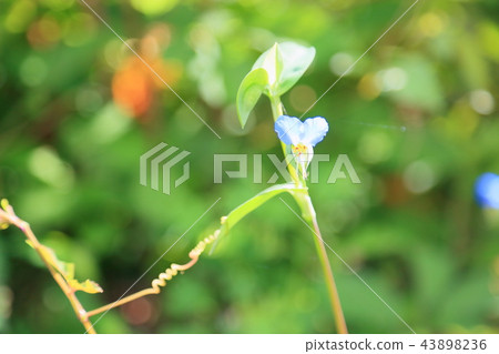 Flower of tunita Flower of tunita 43898236