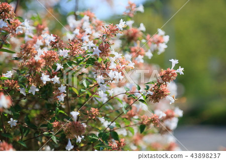 Aberia's flower Aberia's flower 43898237