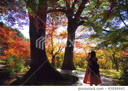 秋葉季節 43898441