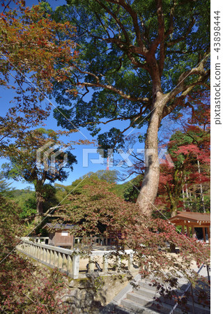 與色的葉子的大樹 與色的葉子的大樹 43898444