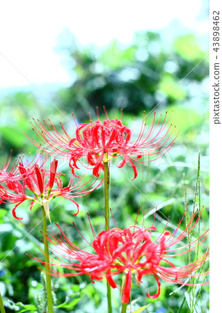 Green and cluster amaryllis 43898462