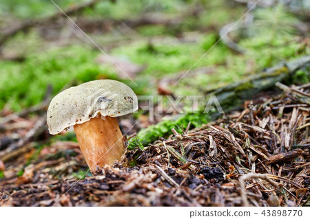 Xerocomus subtomentosus in the natural environment Xerocomus subtomentosus in the natural environment 43898770