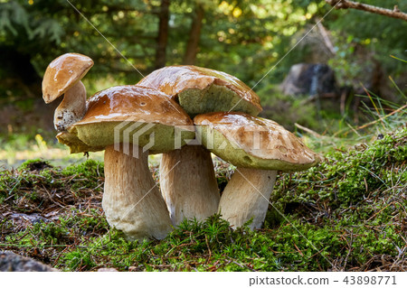 Boletus edulis. Fungus in the natural environment. 43898771